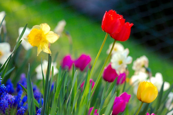 Colorful_spring_garden.jpg